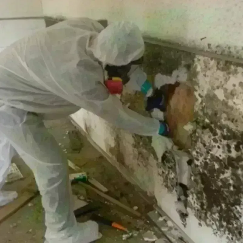 Mold Remediation and Removal in Clarke County, VA